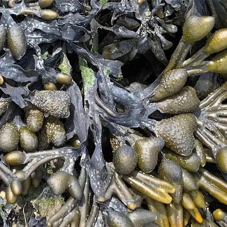 Dorumer Sielhuss 11 Mit Sauna Und Balkon * Dorum